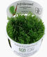 Tropica Lebende Aquariumspflanze Taxiphyllum