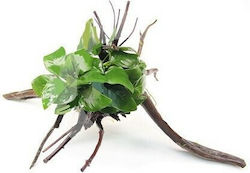 Dennerle On Spiderwood Anubias Nana Live Aquarium Plant