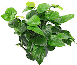 Anubias Barteri Var Barteri Anubias Βarteri Live Aquarium Plant
