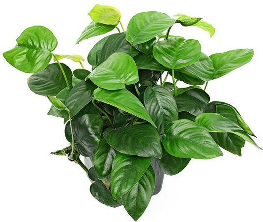 Anubias Barteri Var Barteri Anubias Βarteri Live Aquarium Plant