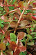 SonGrow Ζωντανό Φυτό Ενυδρείου Rotala