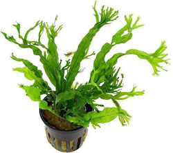 SonGrow Lebende Aquariumspflanze Microsorum