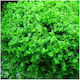 Misirlis Aquarium Hemianthus Cuba Live Aquarium Plant