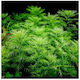 Misirlis Aquarium Ζωντανό Φυτό Ενυδρείου Myriophyllum