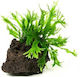 Stoffels Microsorum Live Aquarium Plant