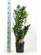Zamiifolia Xxl Εσωτερικού Χώρου