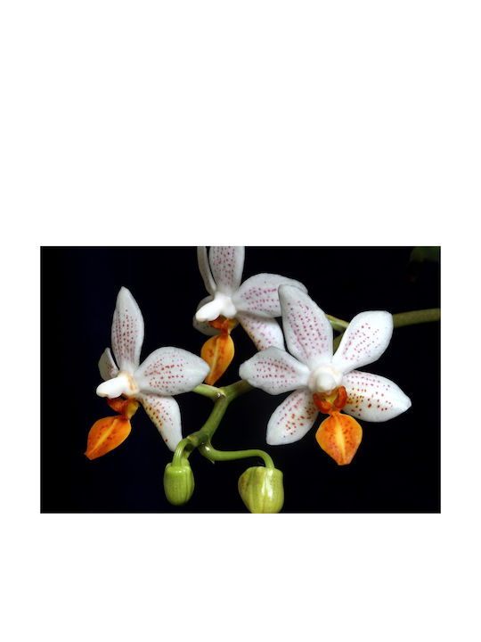 Orchideen Höhe 20cm