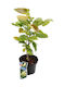 Magnolia 'yellow Lantern' 23cm