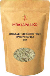 ΜΠΑΧΑΡΑΔΙΚΟ Τριβόλι Βιολογικό