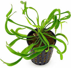 Stoffels Helanthium Live Aquarium Plant