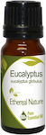 Nature & Body Ätherisches Öl Eukalyptus 10ml