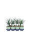 Dianella 'coolvista' 17cm