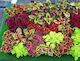 Gemma Samen Coleus Mehrfarbig 0.1gr