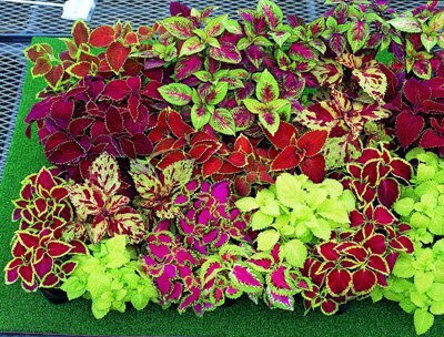 Gemma Samen Coleus Mehrfarbig 0.1gr