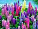 Gemma Samen Lupine Mehrfarbig 0.8gr