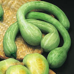 Gemma Seeds Pumpkinς Zucchini 1gr