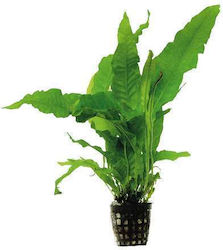 Abyssos Microsorum PL106 Abyssos Microsorum PL106