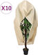 vidaXL Agro Textile Hood Antifreeze Cover 3.14x2.5m 3203580