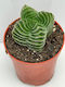Crassula Ύψους 10бр