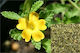 To Poikilopoleio Passionsblume 500gr