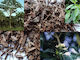 To Poikilopoleio Yohibe 100gr