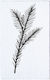 Colop Σφραγίδα