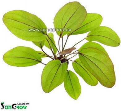 SonGrow Pot Echinodorus Bleheri Live Aquarium Plant