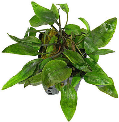 SonGrow Pot Cryptocoryne Nevilli Live Aquarium Plant