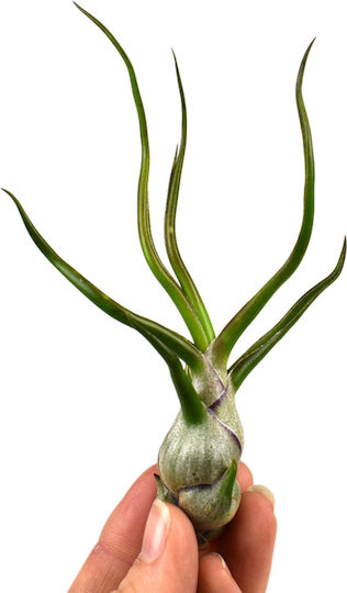 Airplant