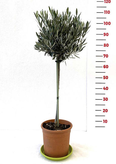 Agrosmart Ελιά Ύψους 120εκ.