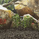 vidaXL Aquarium Decoration Stone