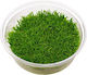 Stoffels Live Aquarium Plant