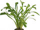 Stoffels Живо Аквариумно Растение Sagittaria platyphylla