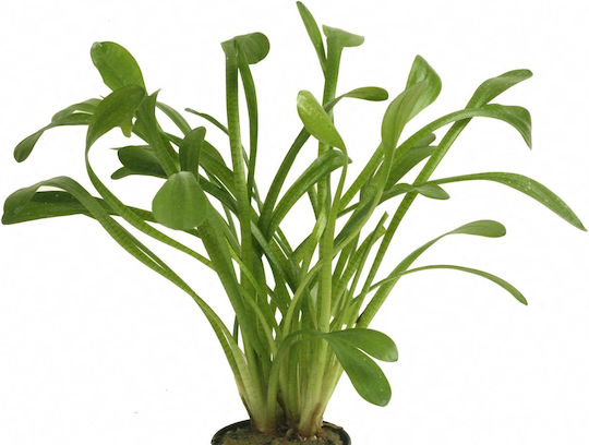 Stoffels Живо Аквариумно Растение Sagittaria platyphylla