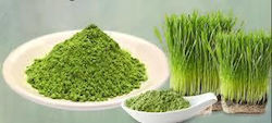 HealthTrade Bio Getränk Wheatgrass (Weizengras)...