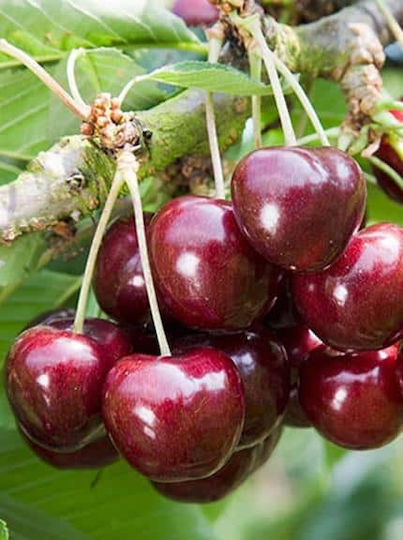 Δέντρο