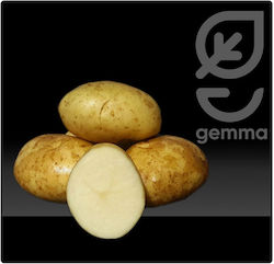 Gemma Σπόροι Πατάτας 1.25kg