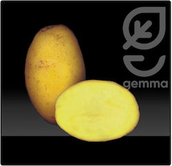 Gemma Seeds Potatoς 1.25kg