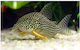 Aquariumfisch
