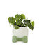 Balvi Planter Ceramic Green 22x22x21.5cm.