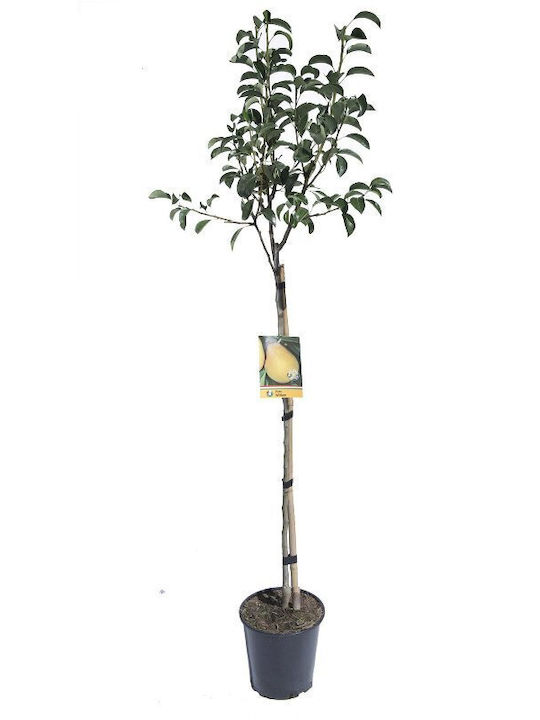 Pyrus Communis 12lt