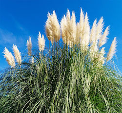 Seeds Pampas Grass 0.03gr