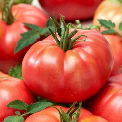 Seeds Tomatoς 0.5gr