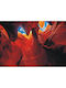 Wall Mural L330xW270cm