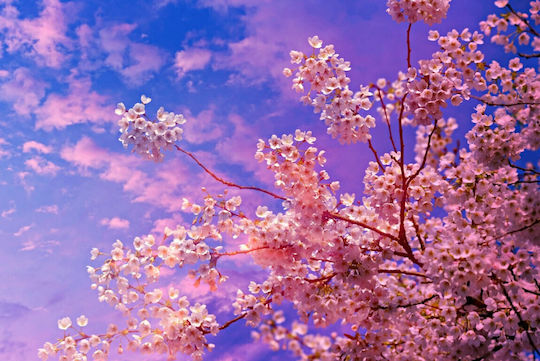 Tapet Autocolant De Perete Cherry Blossoms4 220x135cm Lavabil