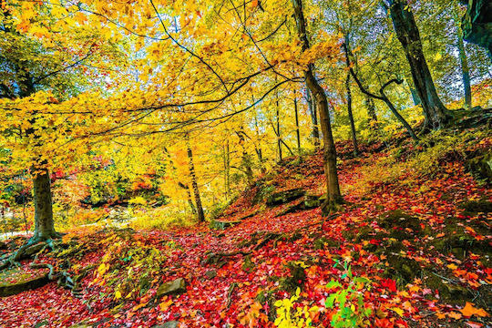 Autocolantă Tapet de Perete 200x150cm Lavabil