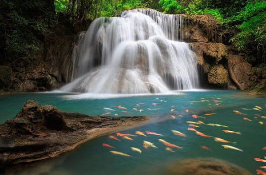 Waterfall Fish Κάδρο σε Καμβά 75x50cm