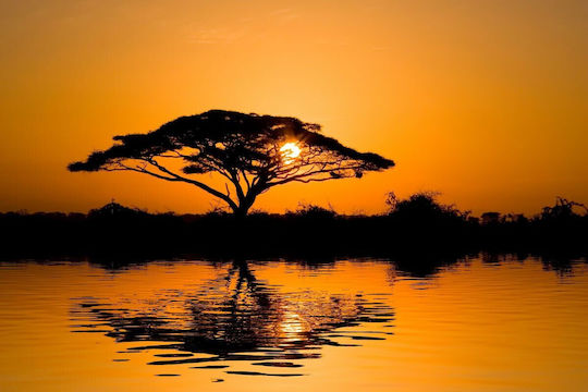 Tapet Autocolant De Perete Tree In Sunset 220x135cm Lavabil