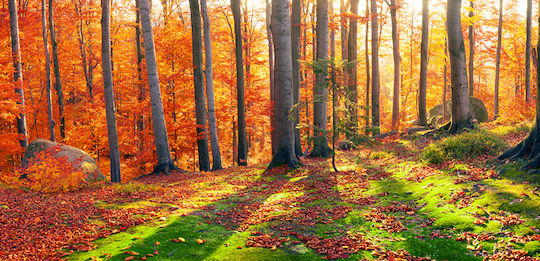 Tapet De Perete Forest Sun Rays Lavabil