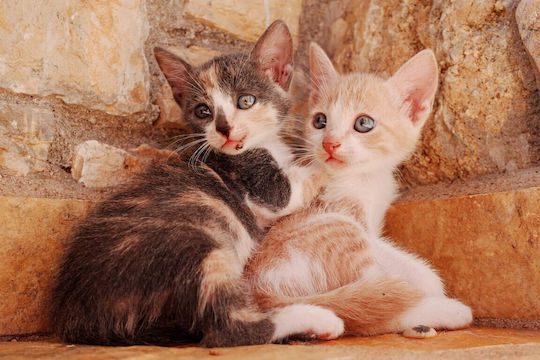 Tapet Autocolant De Perete Cat17 Two Cats 270x200cm Lavabil